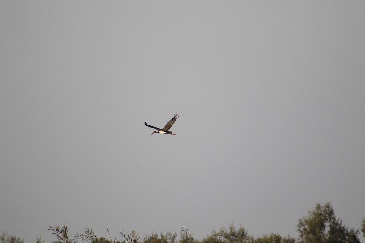 Black Stork - ML397422431