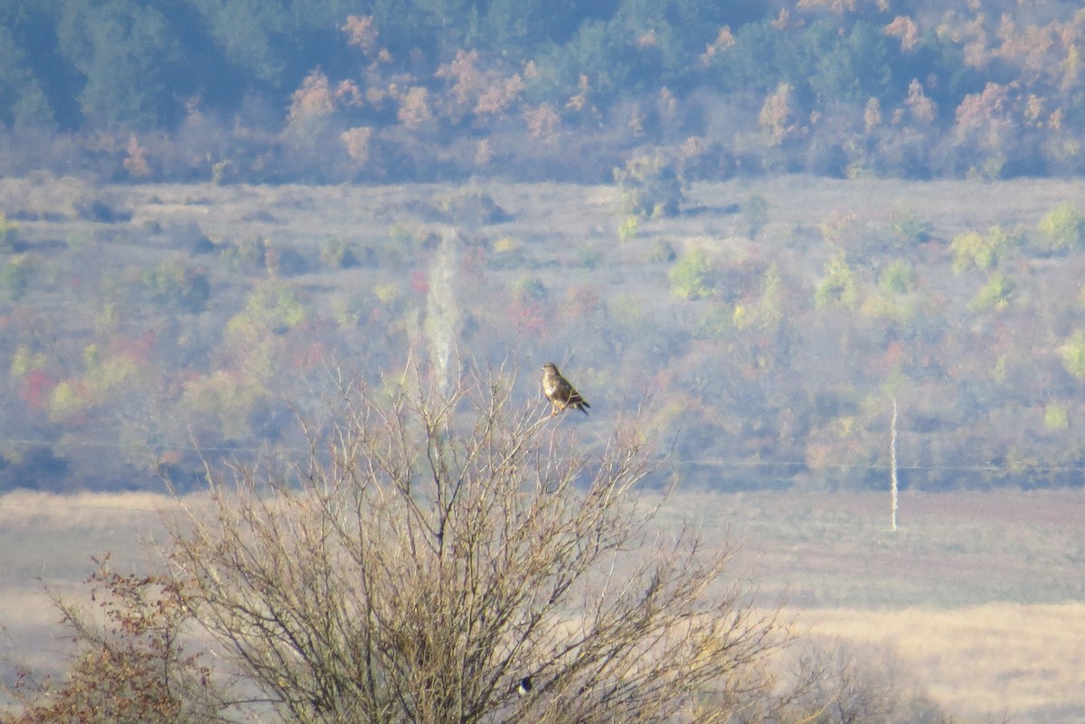 Common Buzzard - ML397422521