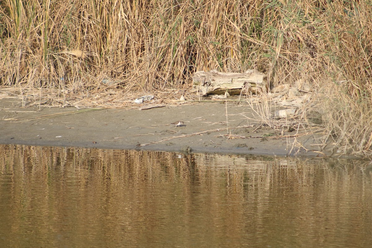 Common Sandpiper - Tyler Hallman