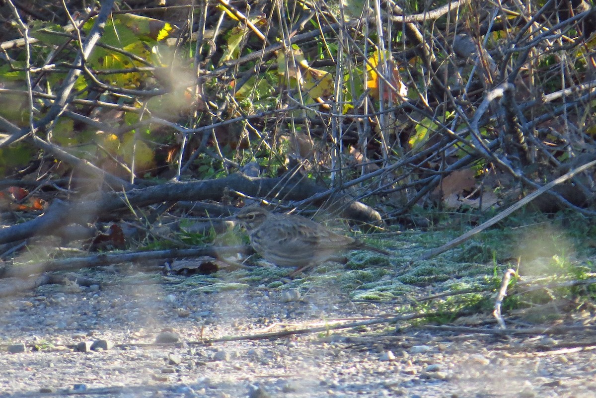 Crested Lark - ML397422561