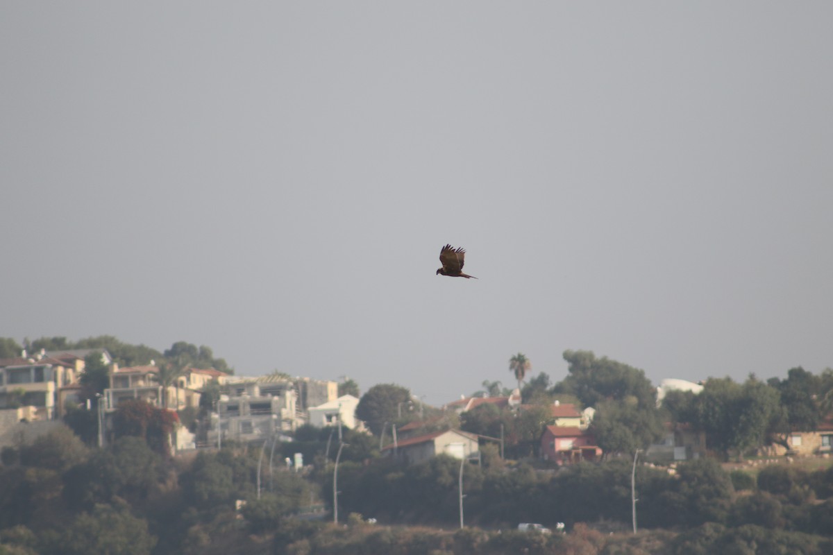 Western Marsh Harrier - ML397422591