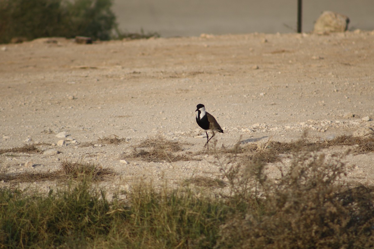 Spur-winged Lapwing - ML397422701