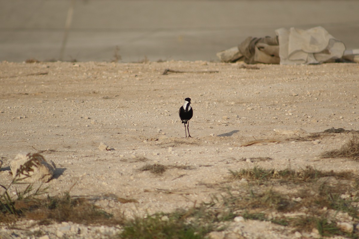 Spur-winged Lapwing - ML397422711