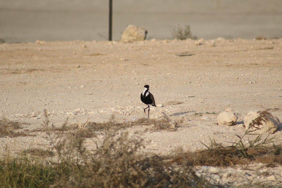 Spur-winged Lapwing - ML397422721
