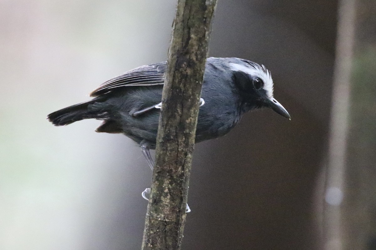 White-browed Antbird - Lisa Carol Wolf