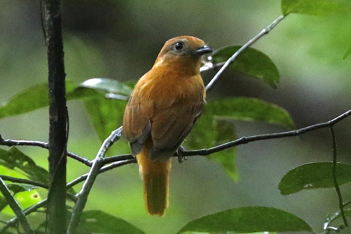 Varzea Schiffornis - Lisa Carol Wolf