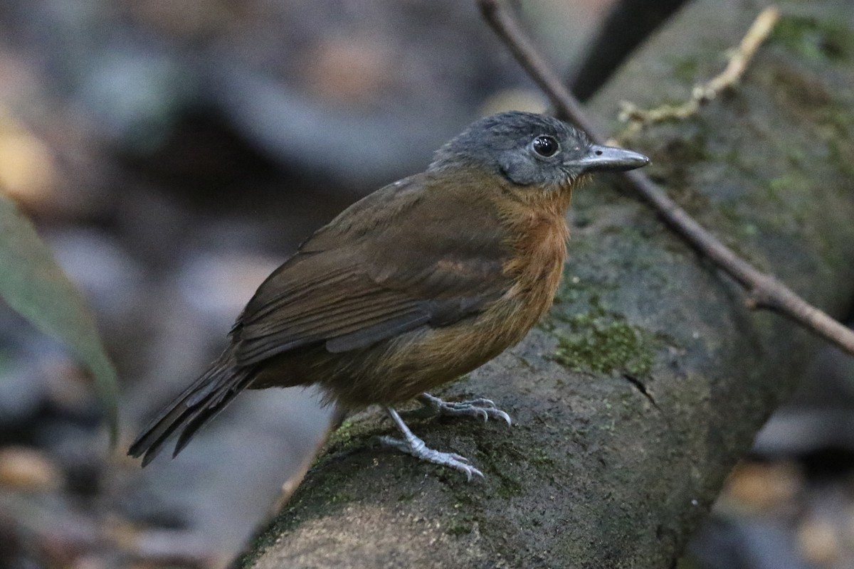 Blackish-gray Antshrike - Lisa Carol Wolf
