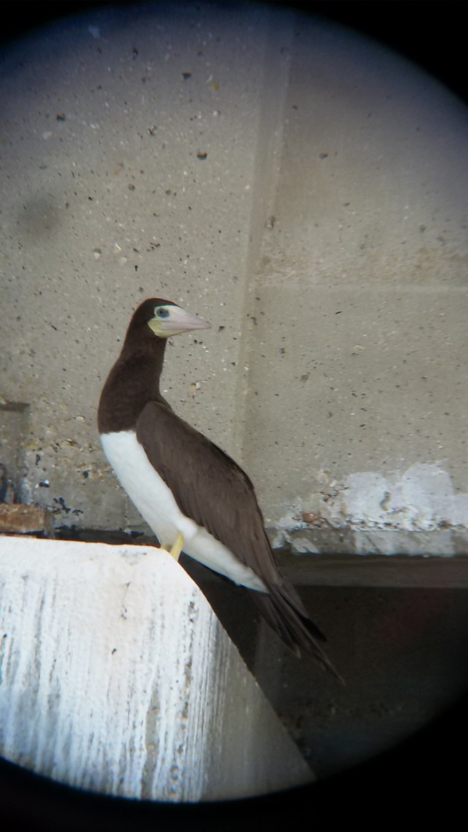 Brown Booby - ML39742981