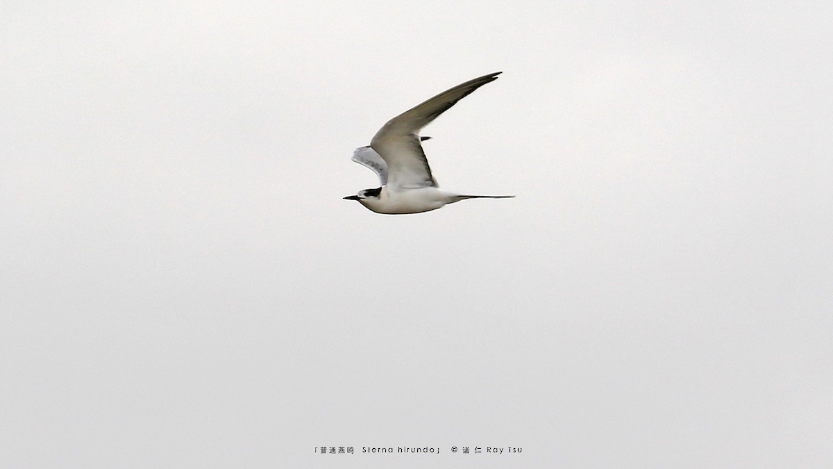 Common Tern - Ray Tsu 诸 仁