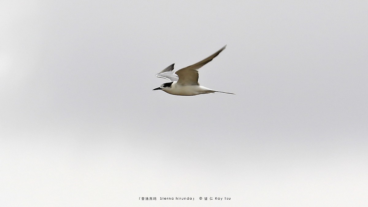 Common Tern - ML397430671