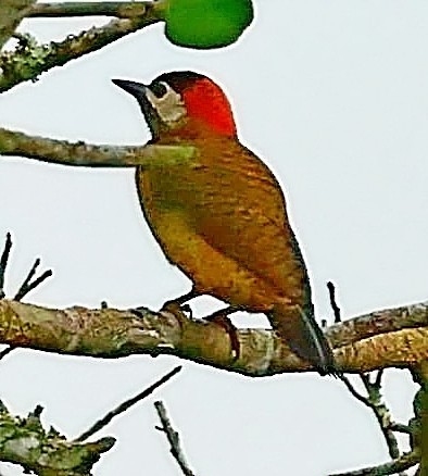 Spot-breasted Woodpecker - Maciej  Kotlarski