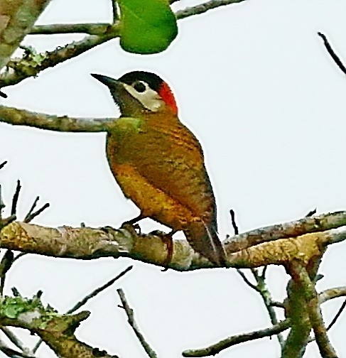 Spot-breasted Woodpecker - Maciej  Kotlarski