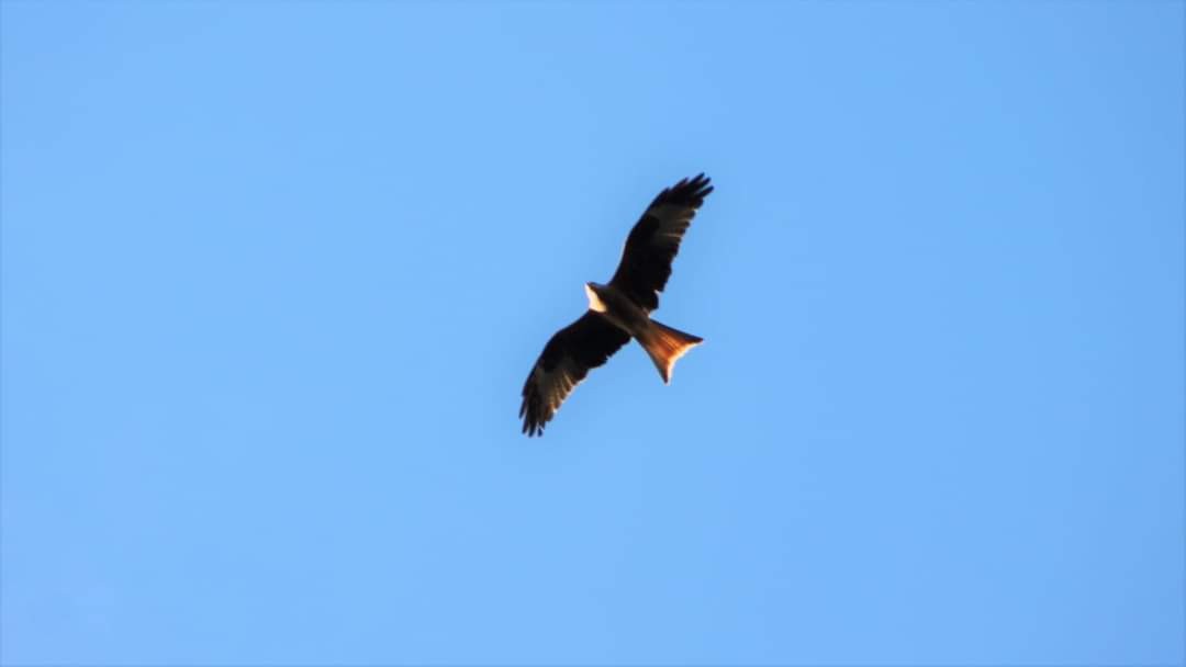 Red Kite - ML397433061