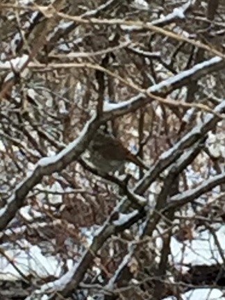 Hermit Thrush - ML397434301