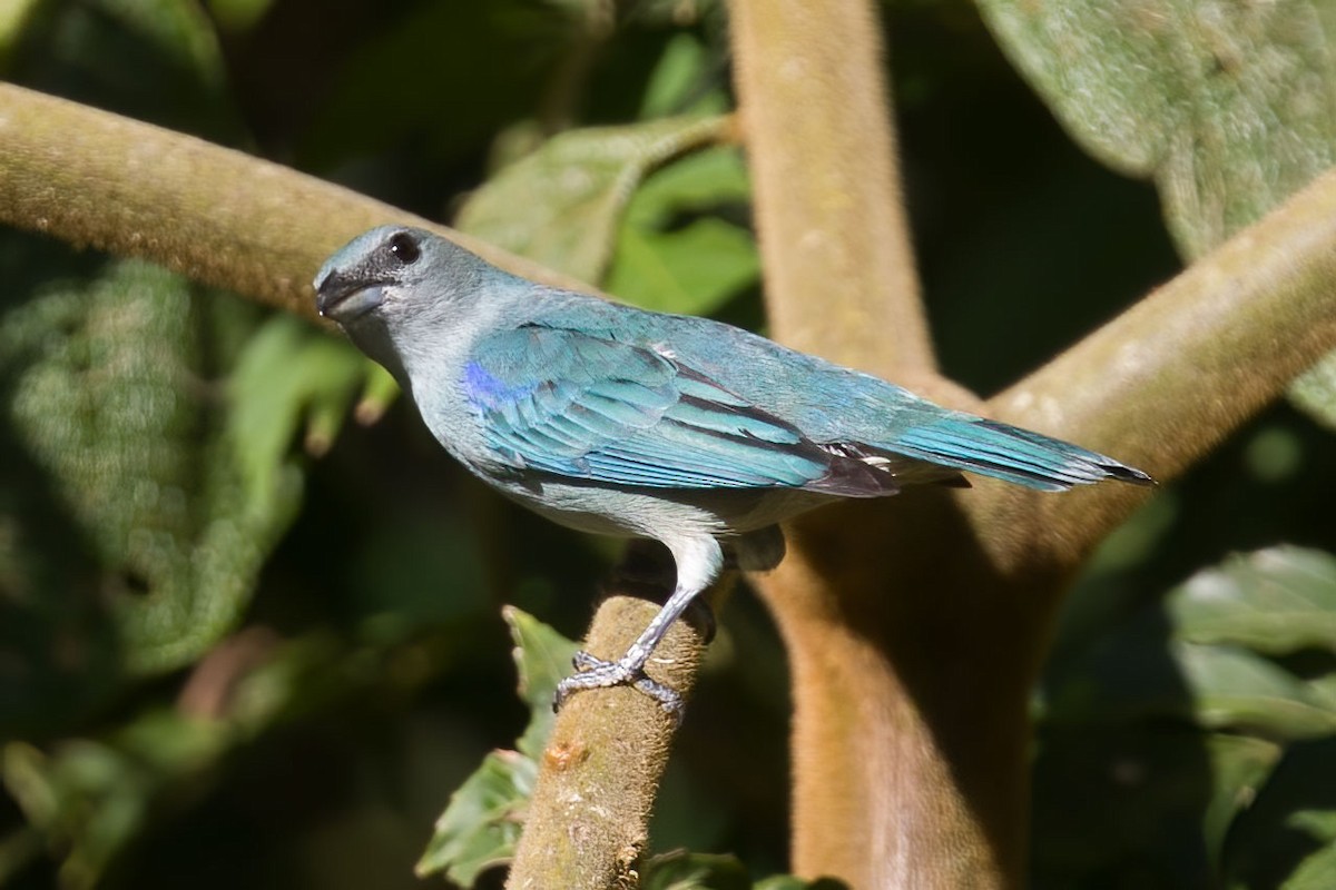 Azure-shouldered Tanager - ML397434501