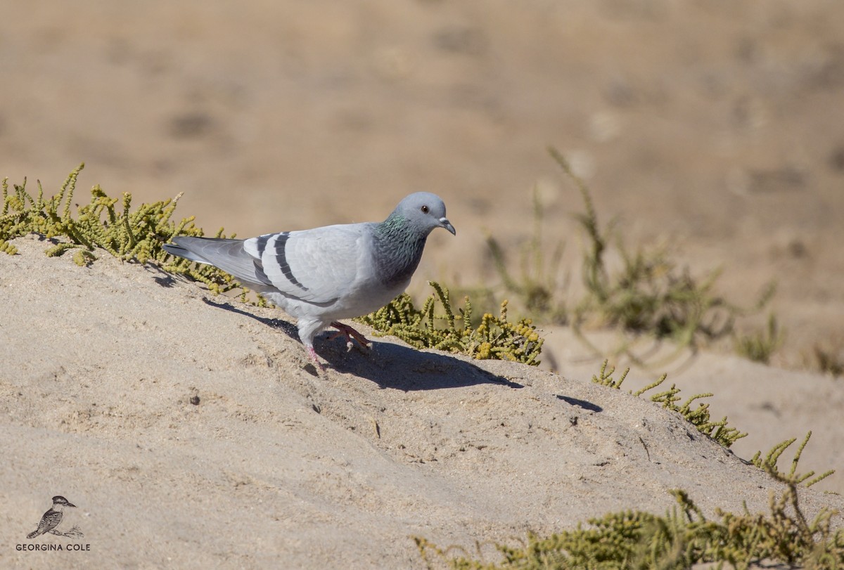 Rock Pigeon - Georgina Cole