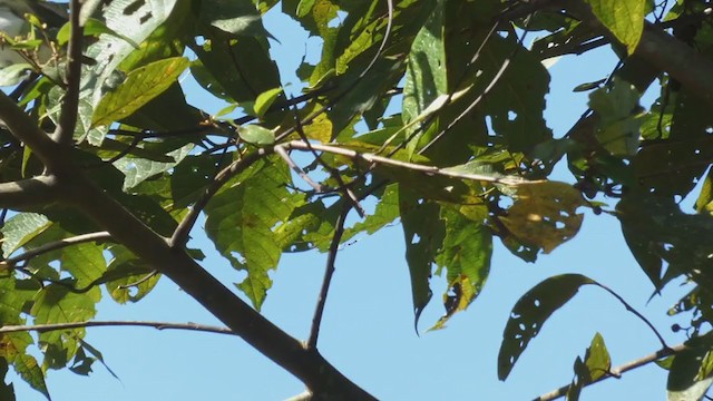 Black-crowned Tityra - ML397437991