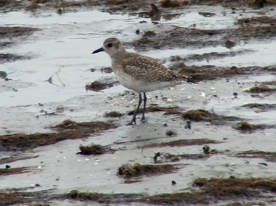 Black-bellied Plover - David Marjamaa