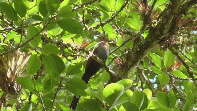 Squirrel Cuckoo - ML397439831