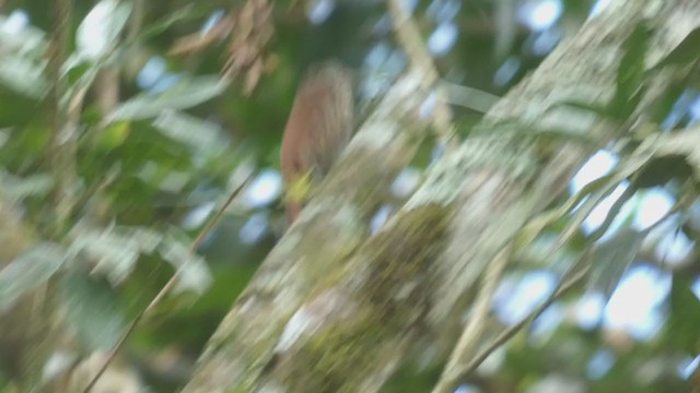 Streak-headed Woodcreeper - ML397440281