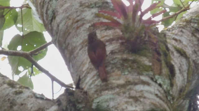 Streak-headed Woodcreeper - ML397440381