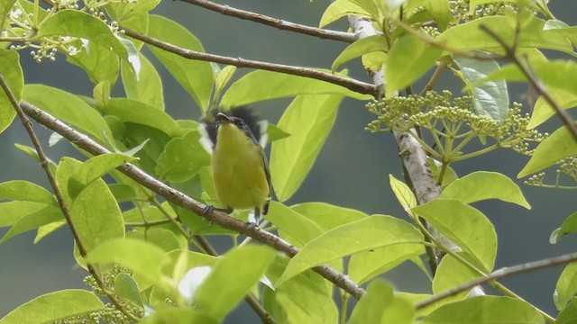 Common Tody-Flycatcher - ML397440411