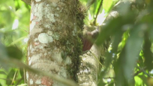 Streak-headed Woodcreeper - ML397440421