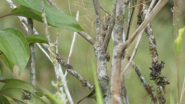 Mistletoe Tyrannulet - ML397440571