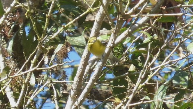 Vireo Gorjiamarillo - ML397440671