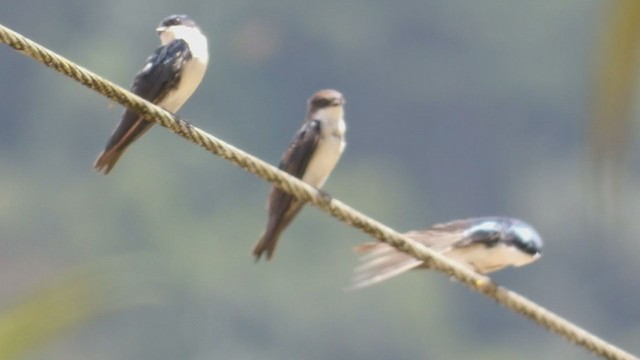 Blue-and-white Swallow - ML397440891