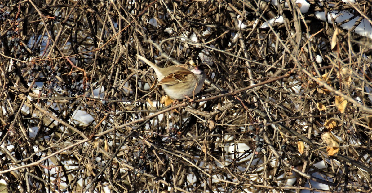 White-throated Sparrow - ML397441641