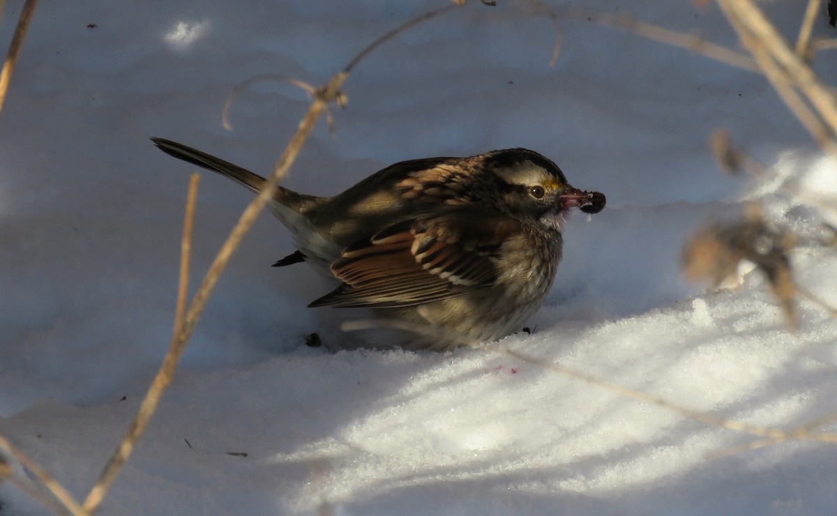 White-throated Sparrow - ML397441911