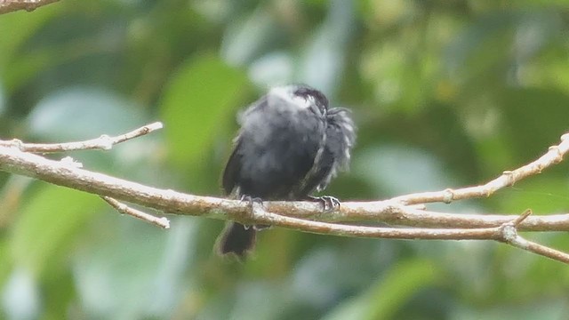 Thick-billed Seed-Finch - ML397441991