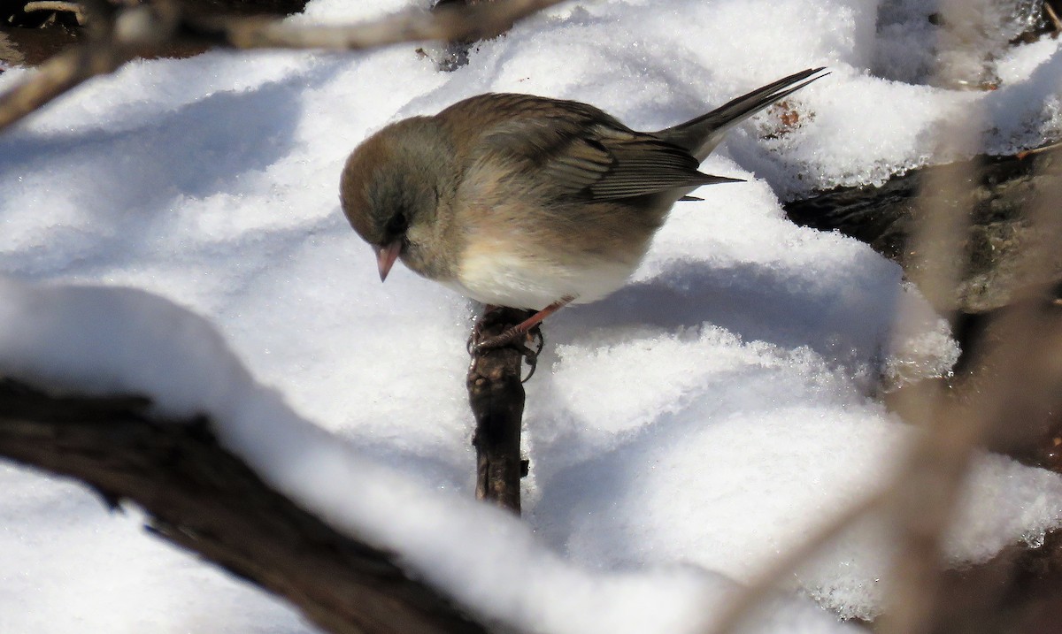 Junco Ojioscuro - ML397442021