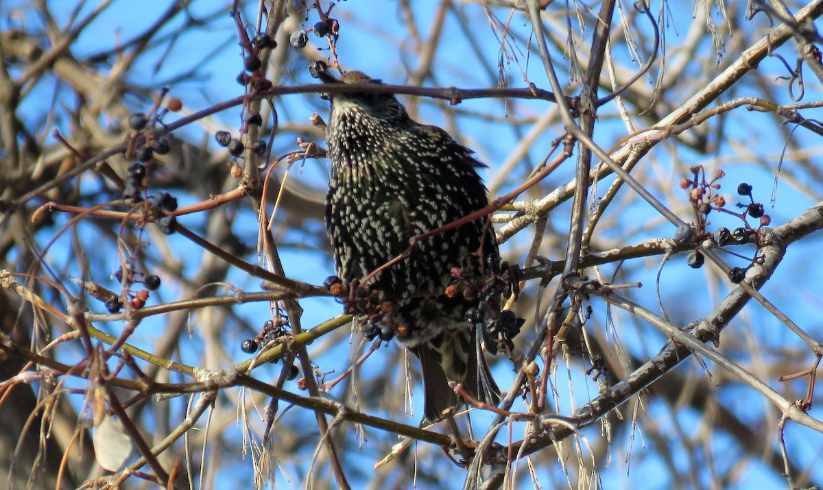 European Starling - ML397442141