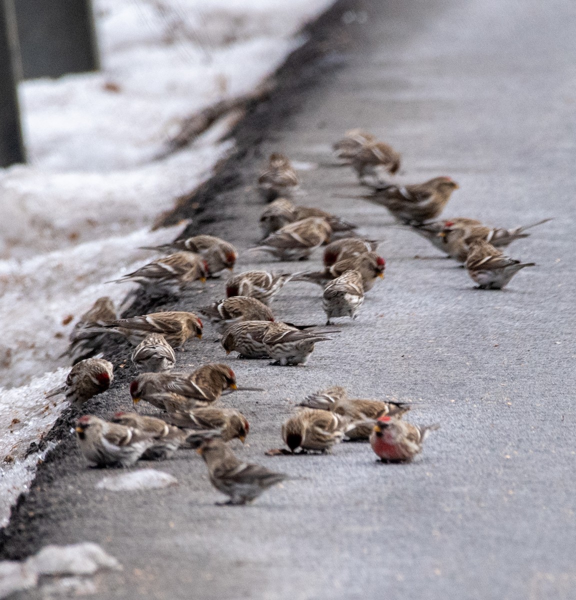 Common Redpoll - ML397443991