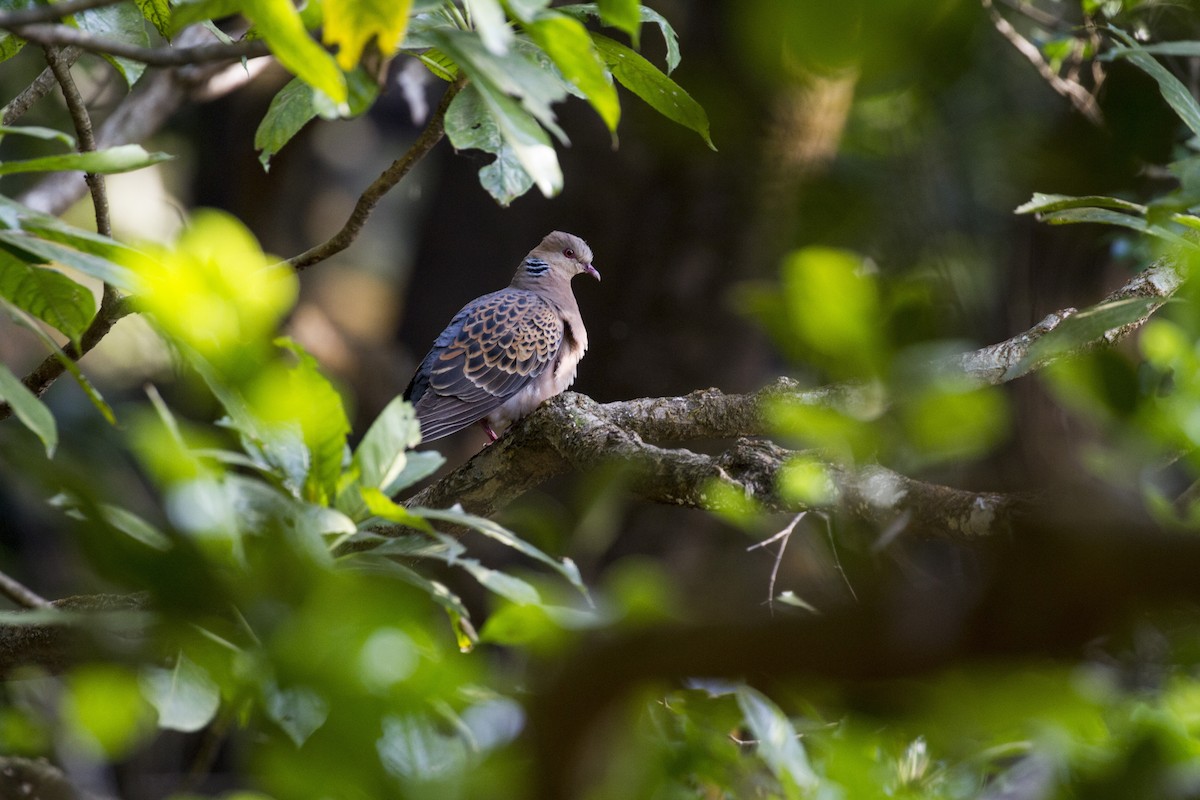 Oriental Turtle-Dove - ML397444731