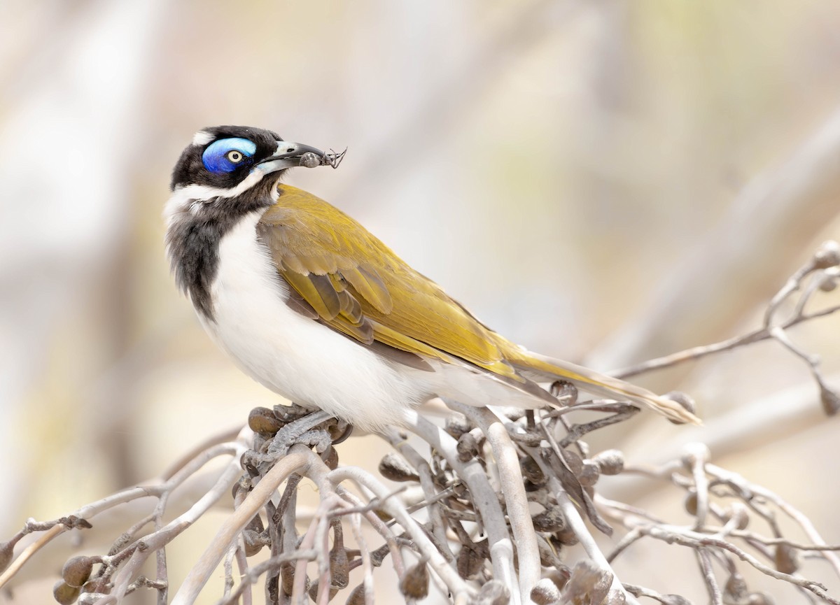 Blue-faced Honeyeater - Zebedee Muller