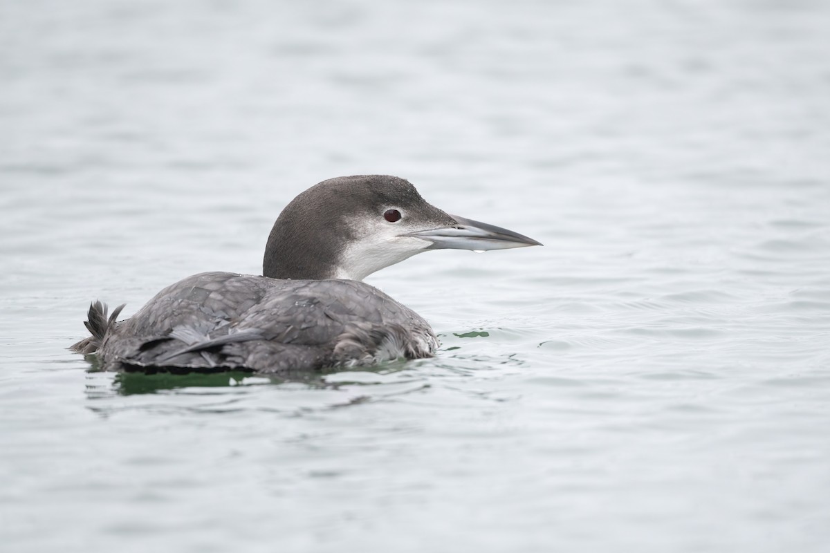 Common Loon - ML397445921