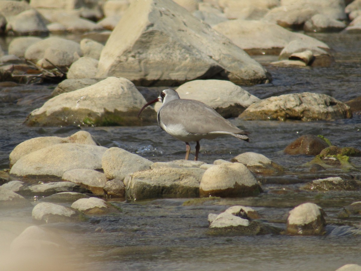 Ibisbill - Nahakul Bhusal