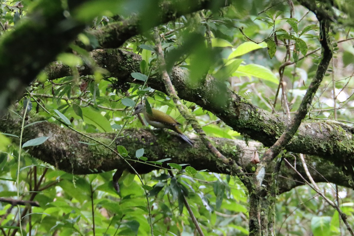 žluna šedá - ML397448441