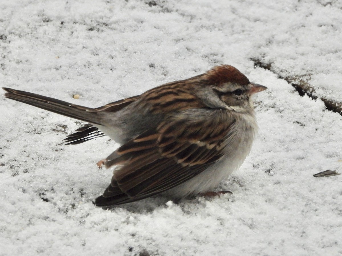 Chipping Sparrow - ML397450841