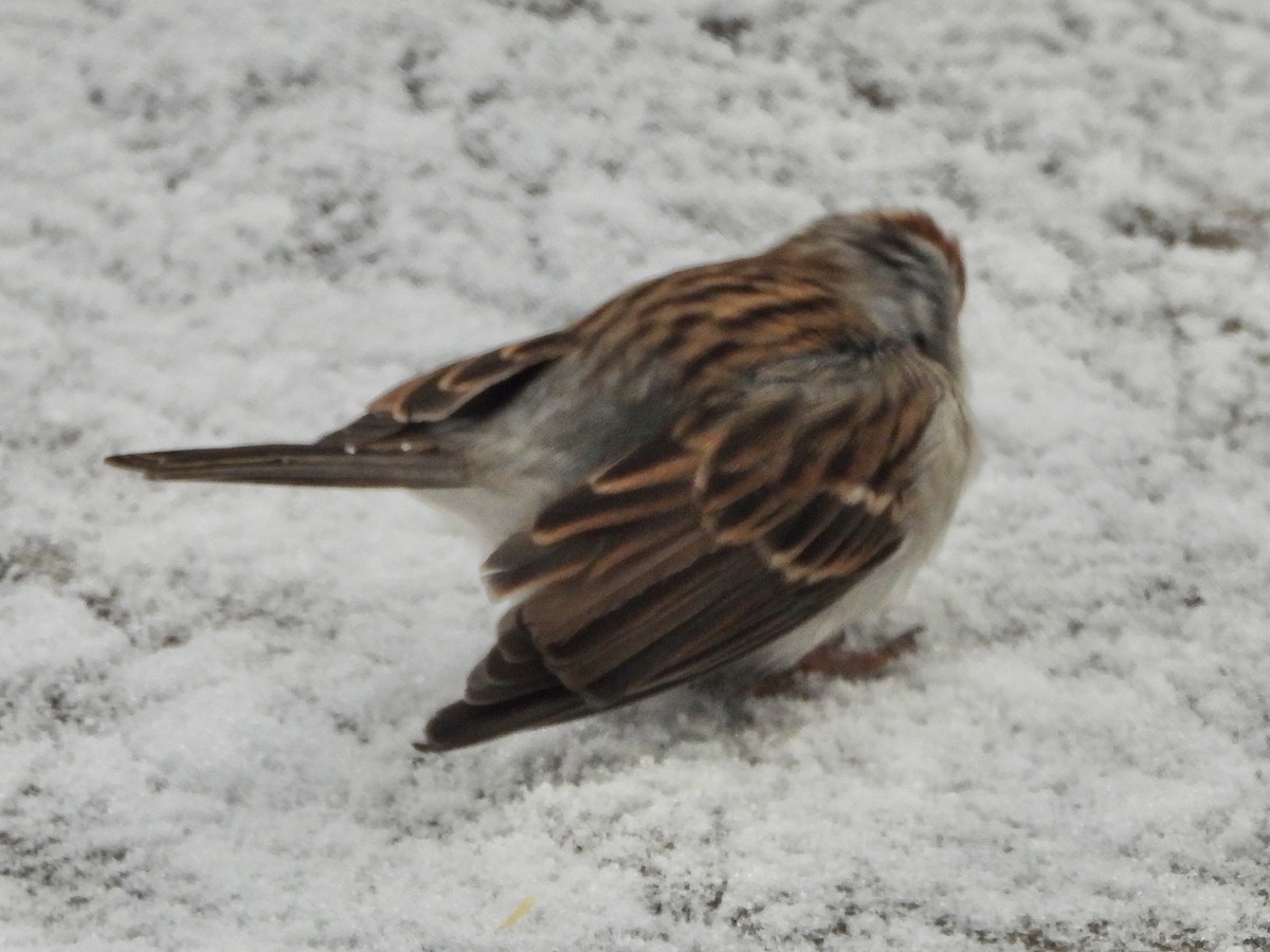 Chipping Sparrow - ML397450931