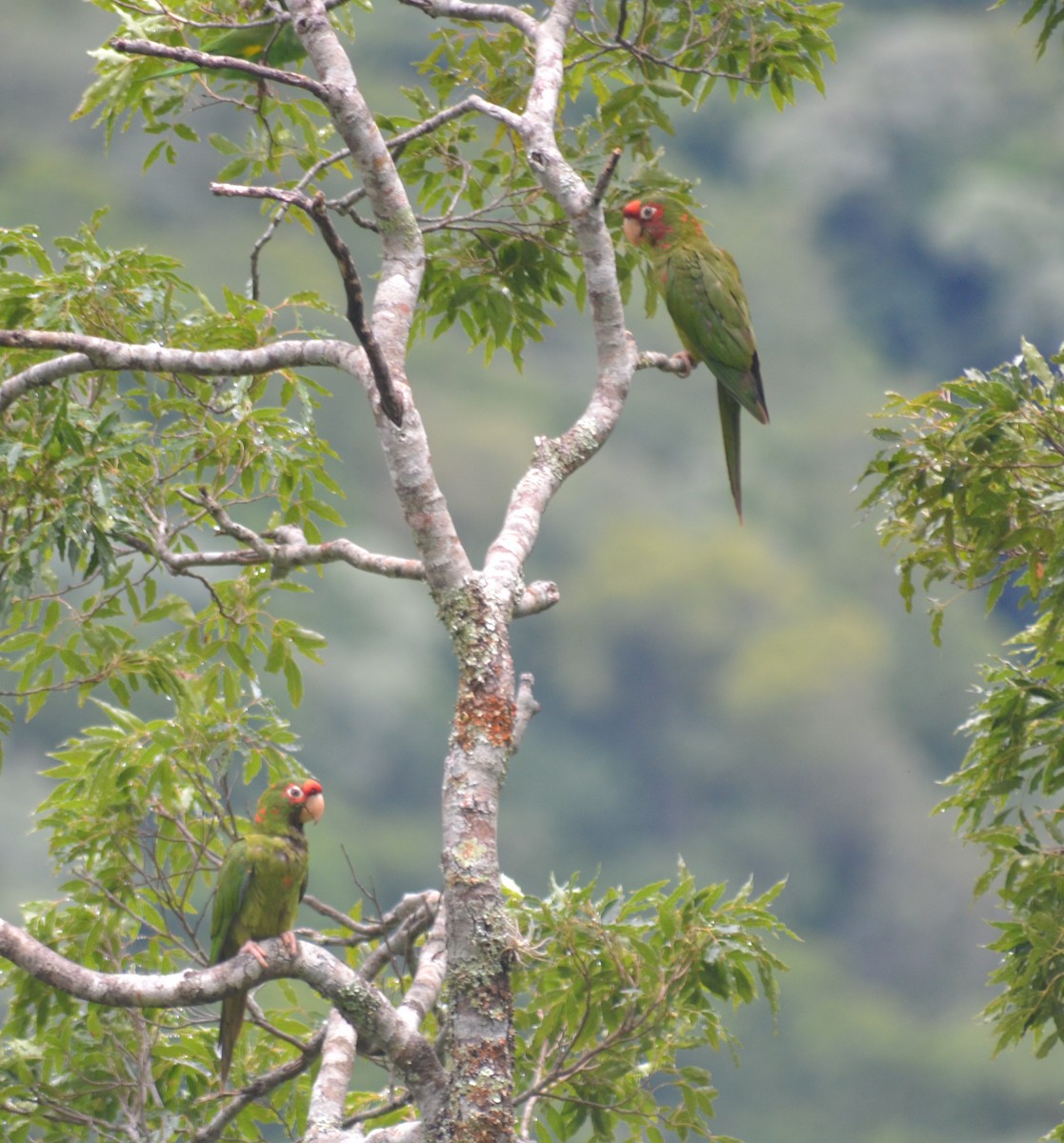 Mitred Parakeet - ML39745251