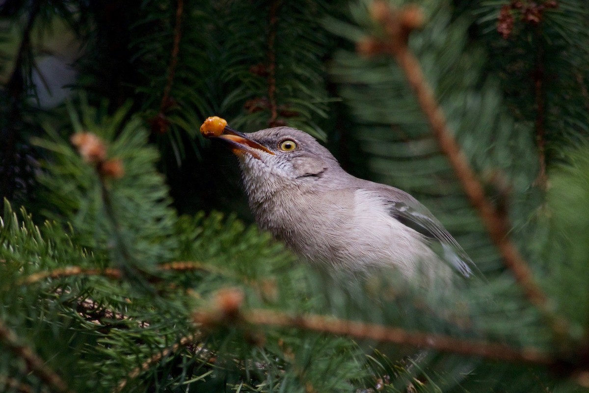 Northern Mockingbird - ML397452581