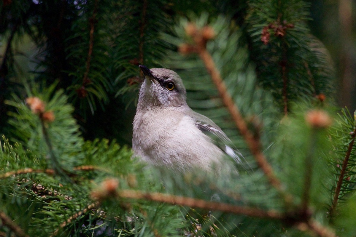 Northern Mockingbird - ML397452601