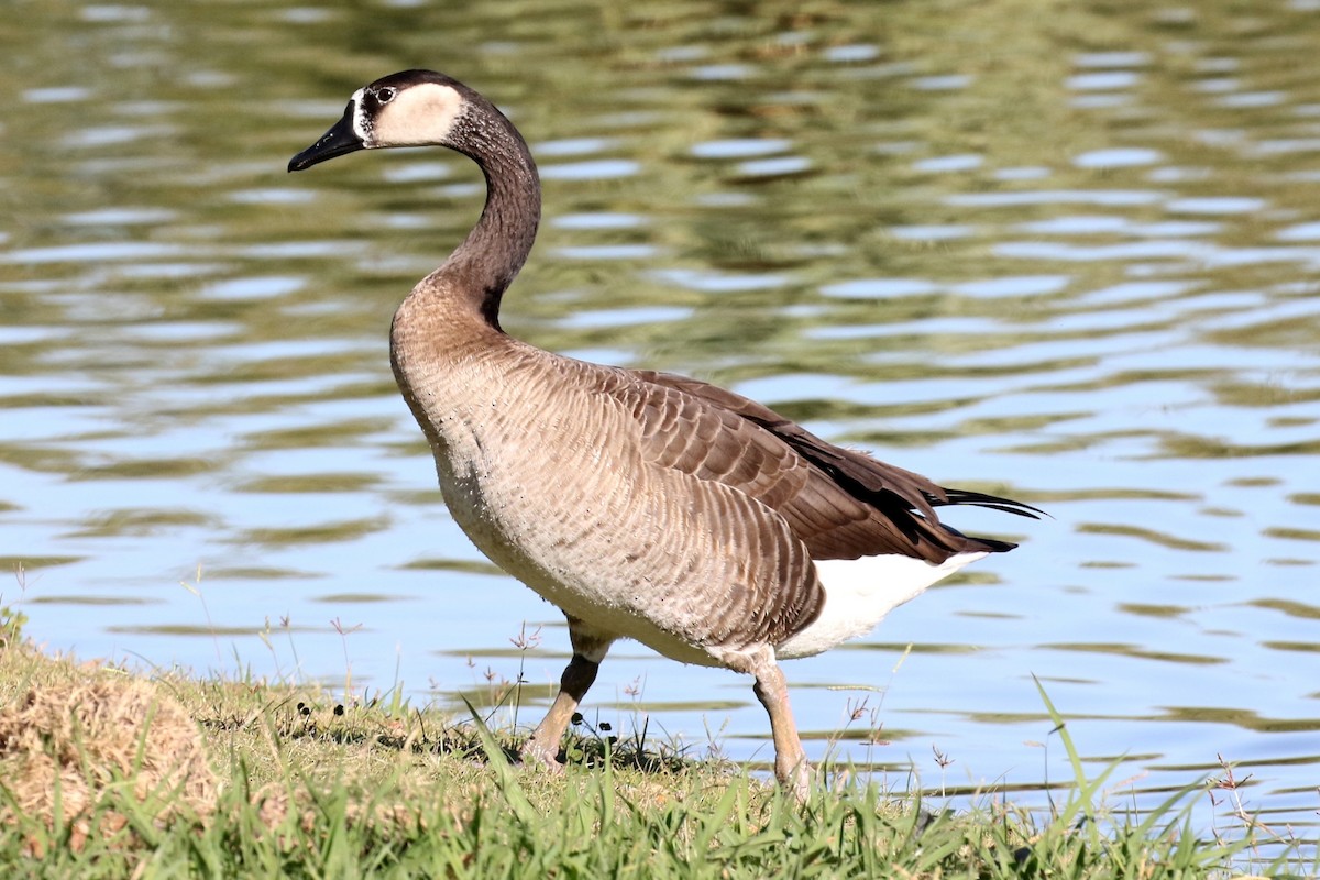 Swan Goose x Canada Goose (hybrid) - Lindsay Story