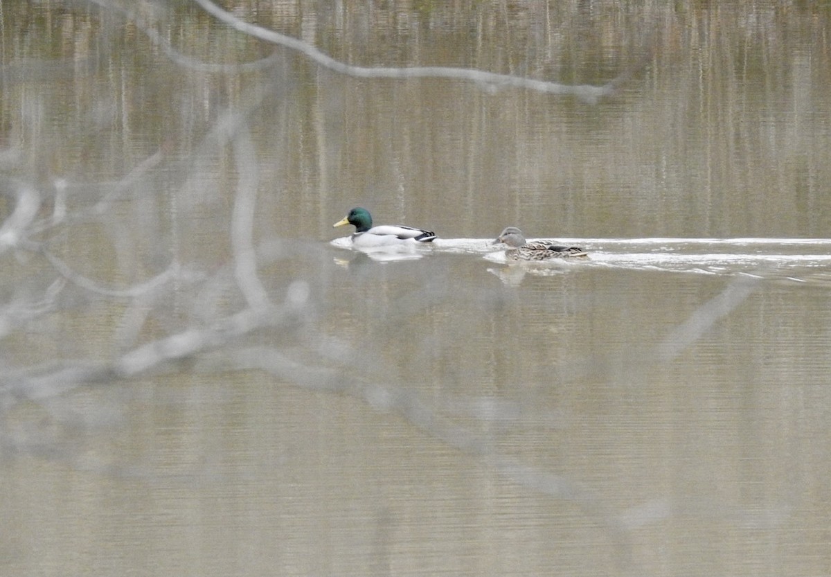 Stockente - ML397453631