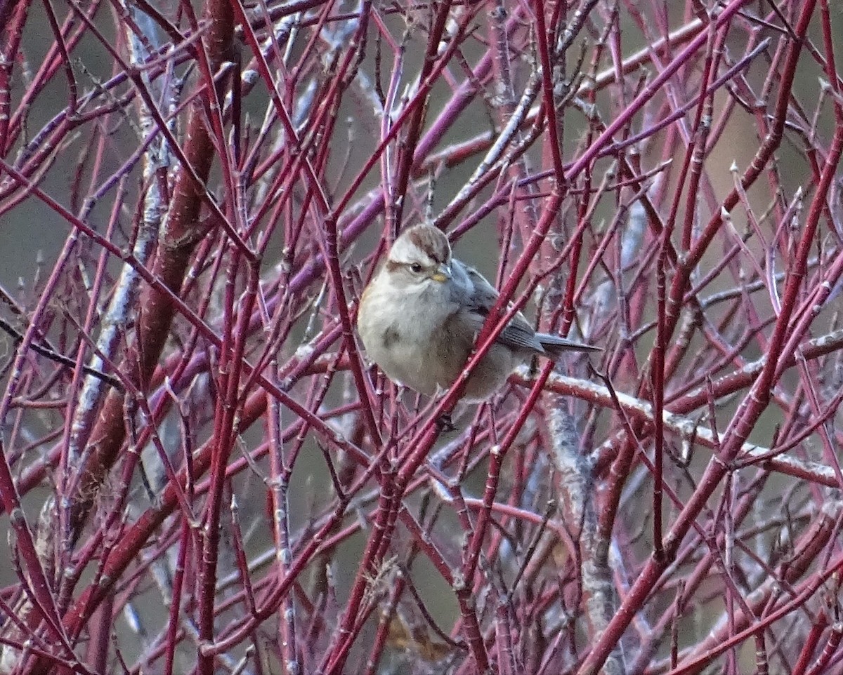 American Tree Sparrow - Craig Miller