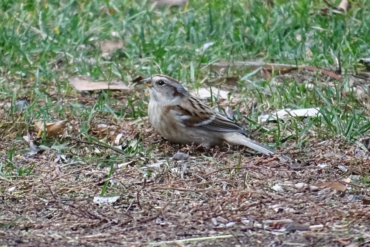 American Tree Sparrow - ML397454891